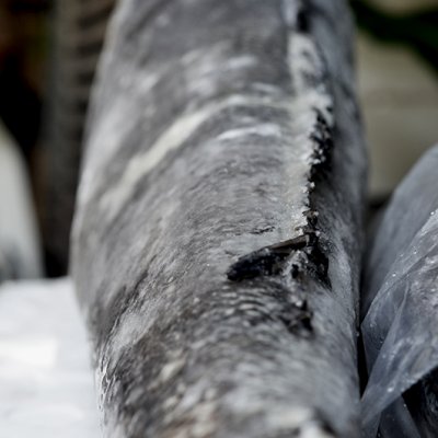 CÁ TUYẾT CHI LÊ - FROZEN CHILEAN SEA BASS (SNOW FISH) - 6-8KG