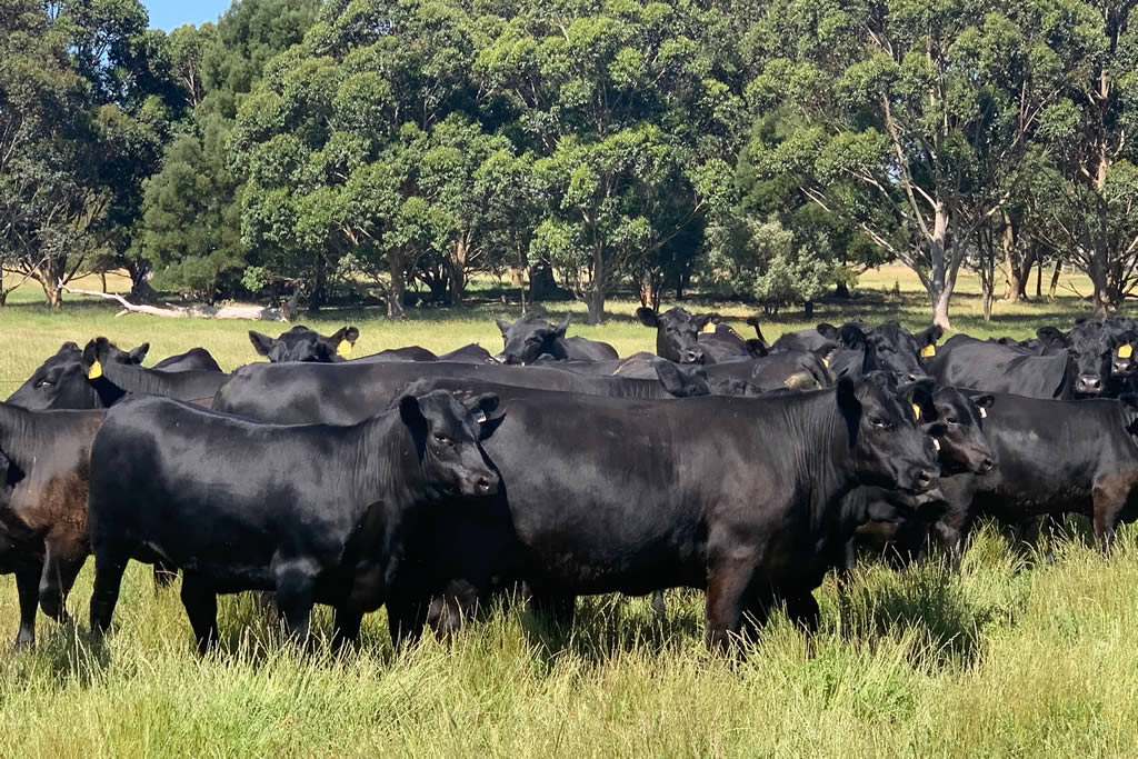 Thịt Bò Úc xay Rum Jungle 500g Nguyên Hà chuyên cung cấp xúc xích, pate, Jambon, thịt xông