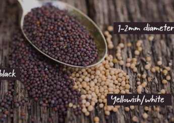 Hạt Mù Tạt Đen Ấn Độ Mustard Seed Black: Chuyên Sâu Về Gia Vị Đặc Biệt Trong Ẩm Thực Và Sức Khỏe