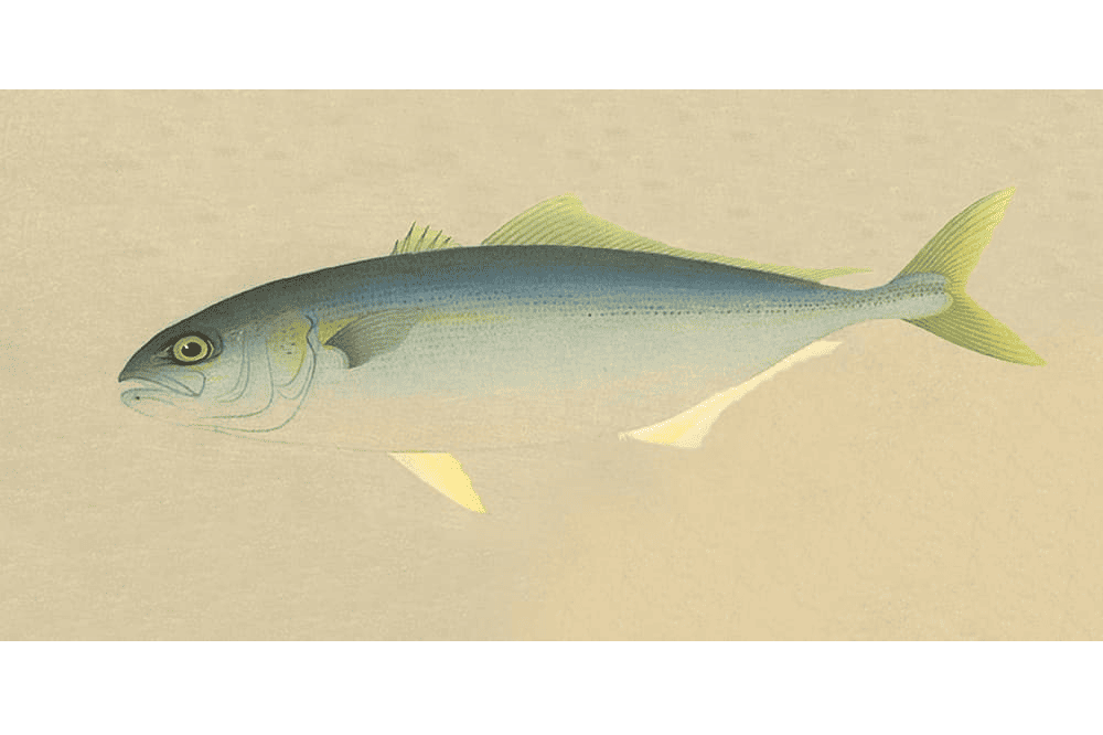 ca-cam-hamachi-nhat-ban