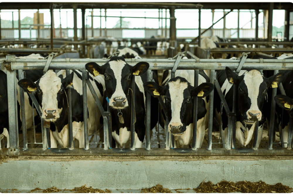 dong-san-pham-oldenburger-tai-nguyen-ha-food