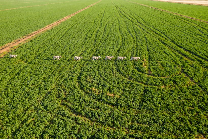 dui-cuu-khong-xuong-nguyen-ha-food