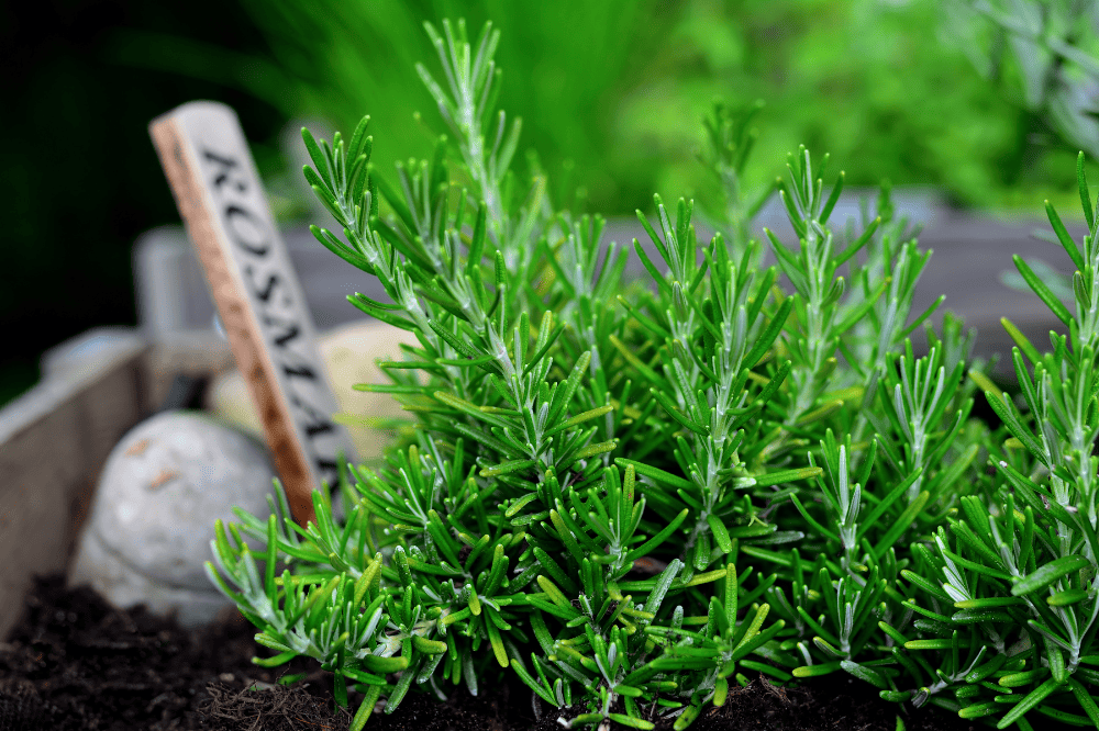 la-gia-vi-rosemary