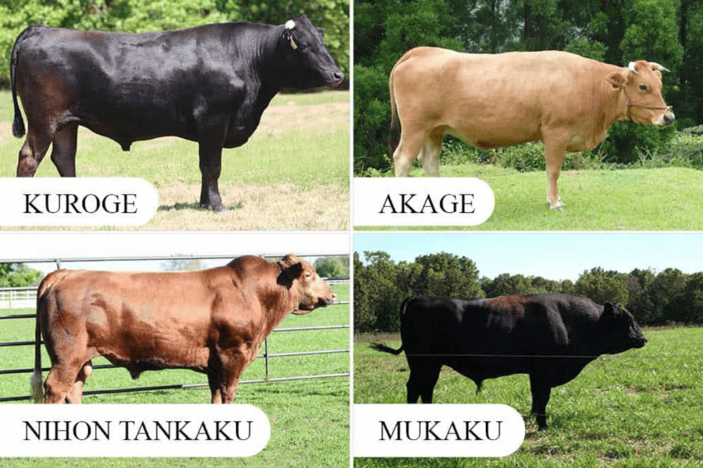 thit-bo-wagyu-nhta-ban-tai-nguyen-ha-food