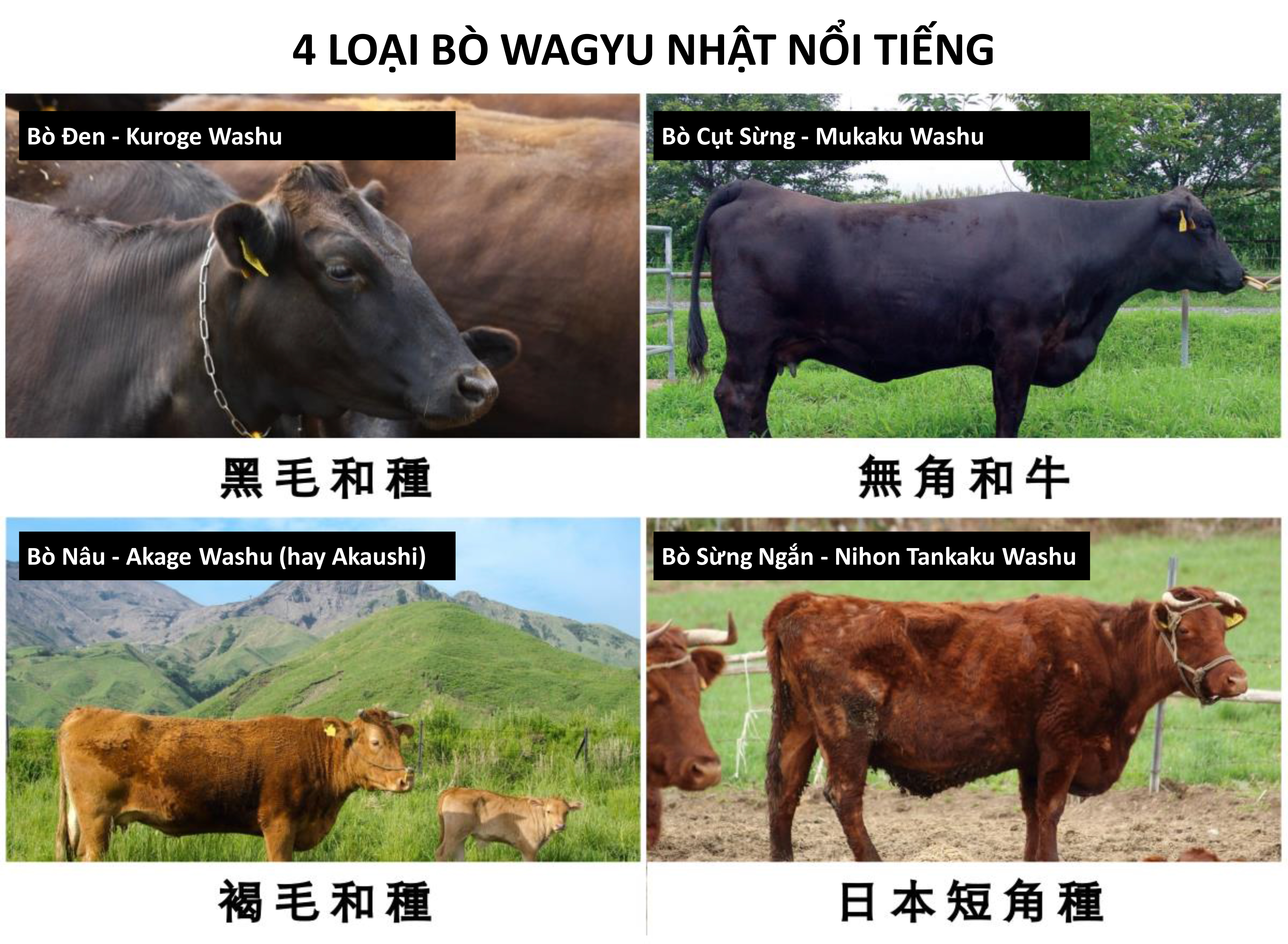 cac loai bo wagyu types of wagyu