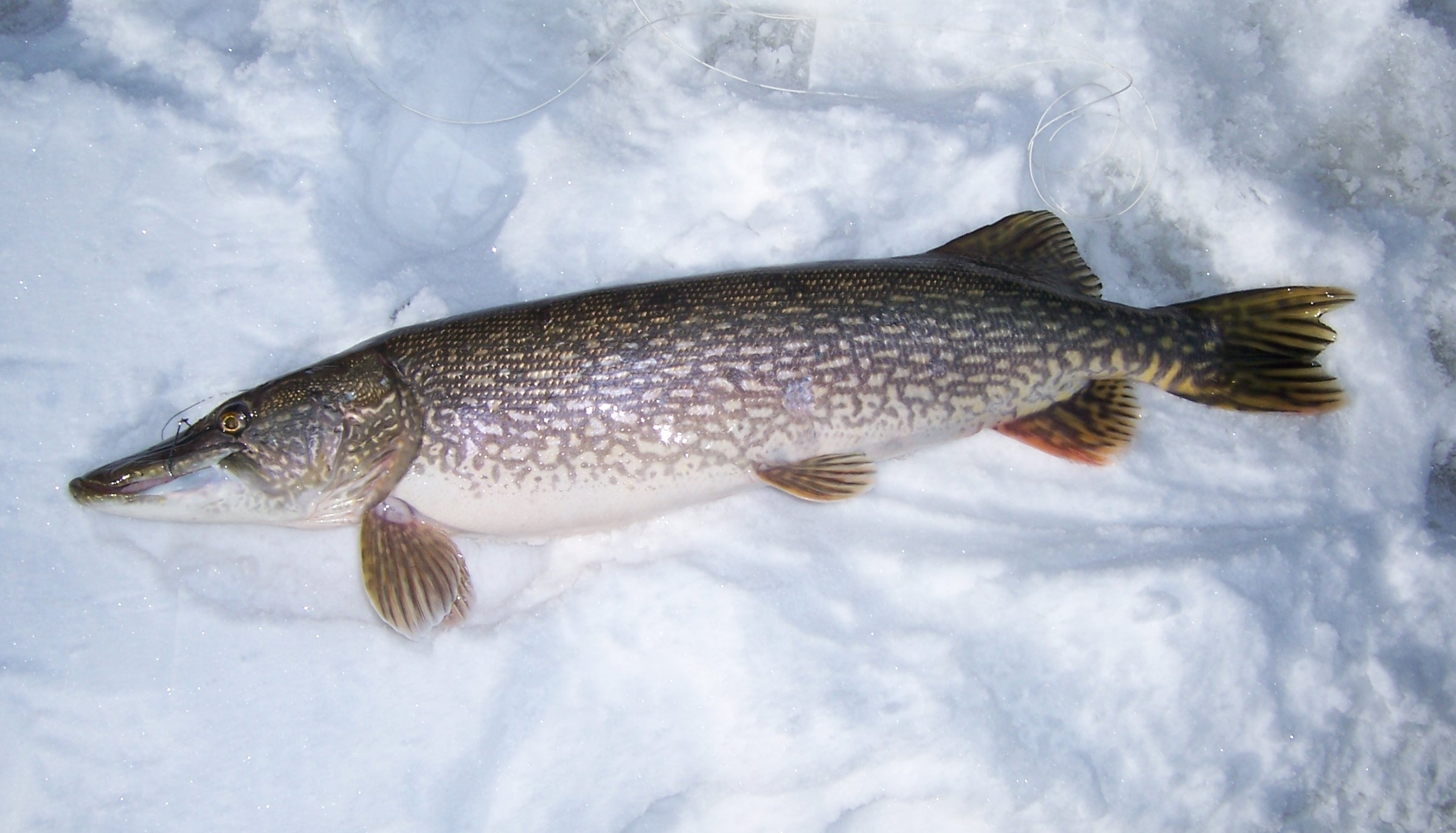 ca-tuyet-phi-le-(fillet)-chi-le--frozen-fillet-chilean-sea-bass-(snow-fish)-01